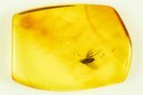 Authentic Baltic Amber With Fossil Insect - 44 Million Years Old - Photo 3